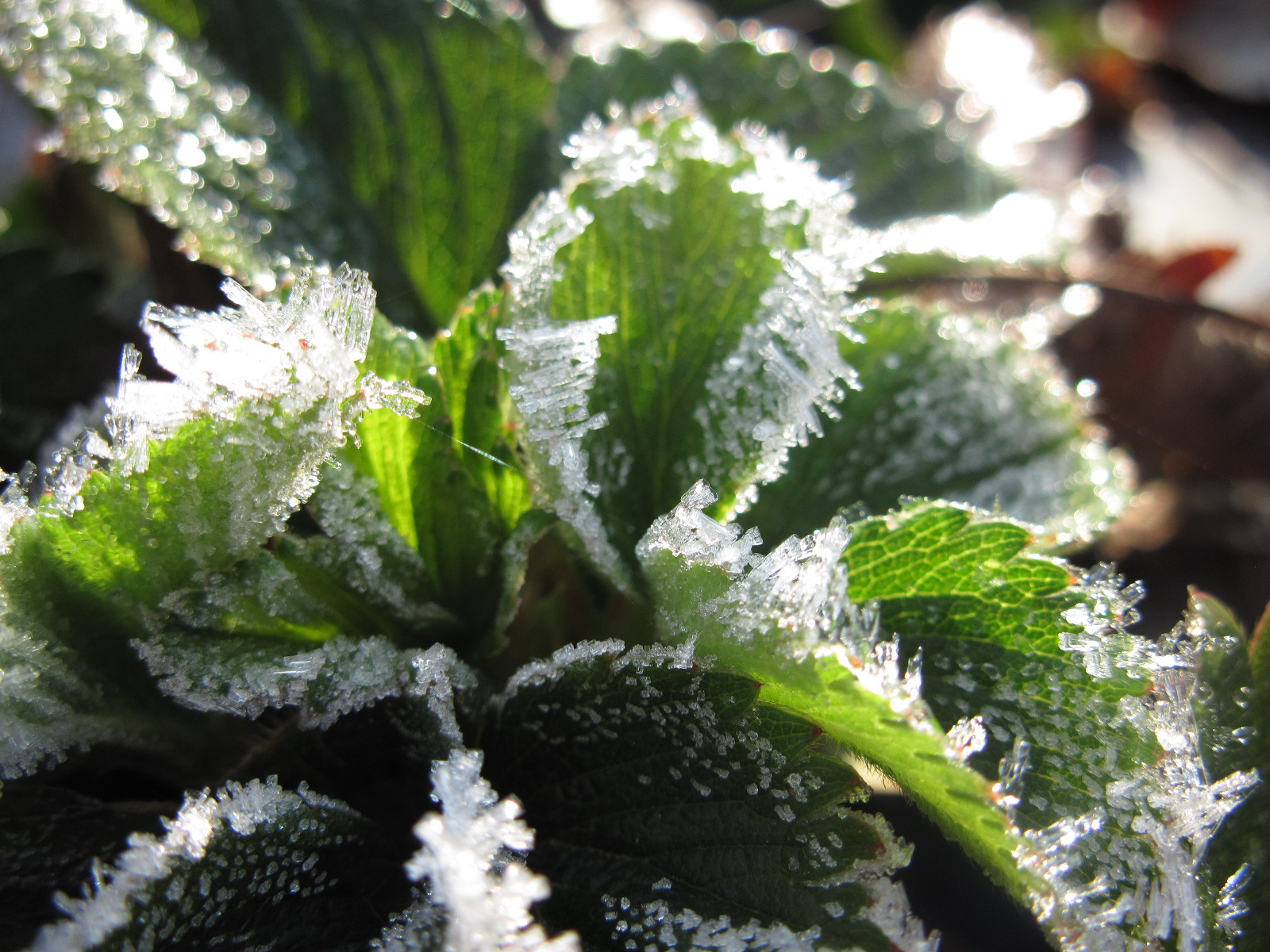 Frost on strawberry leaves can cause cold injury